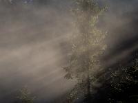 Nadelbaum im Nebel mit schrägen Sonnenstrahlen